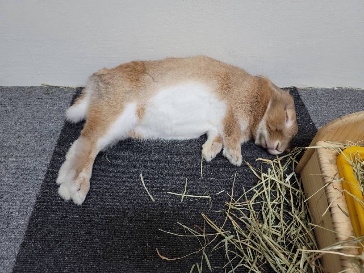 棕白色兔子側躺在草堆旁的墊子上